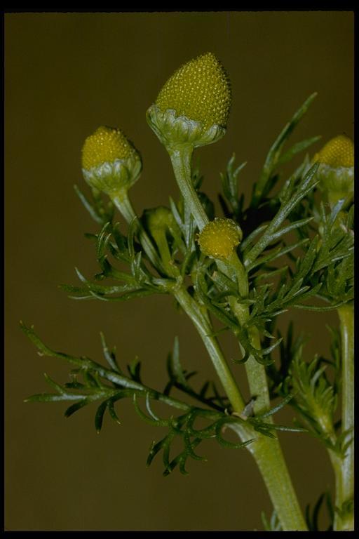 Image of disc mayweed