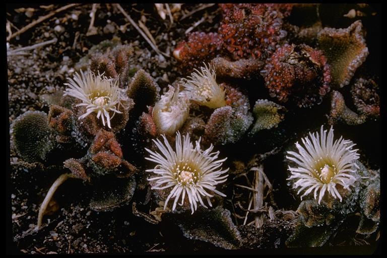 Image of common iceplant