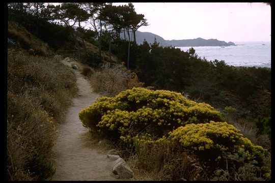 Image of California goldenbush