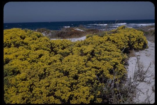 Ericameria ericoides (Less.) Jepson resmi