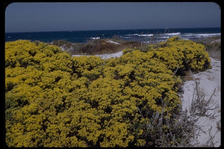 Image of California goldenbush