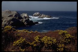 Image of California goldenbush