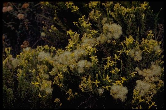 Image of California goldenbush