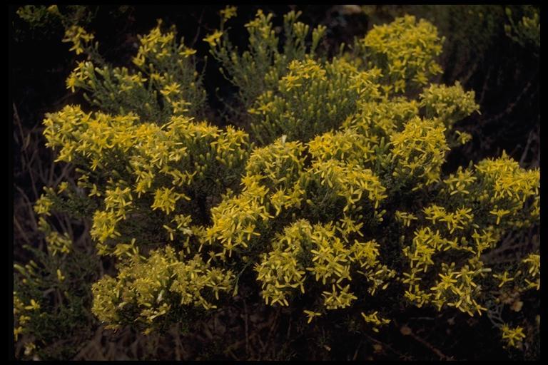 Image of California goldenbush