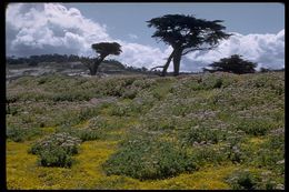 Image of seaside fleabane