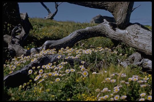 Image of seaside fleabane