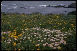 Image of seaside fleabane