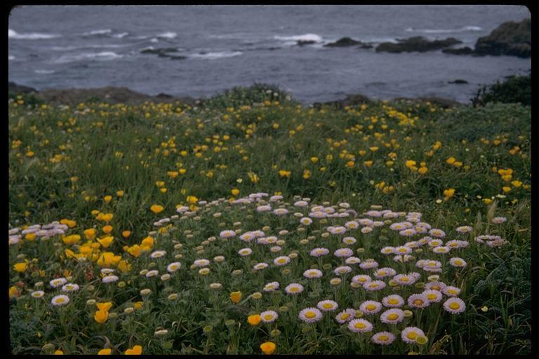 Image of seaside fleabane