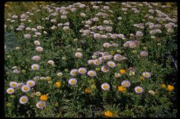 Image of seaside fleabane