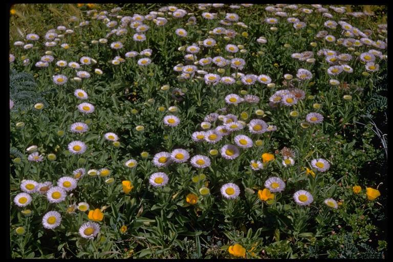 Image of seaside fleabane