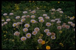 Image of seaside fleabane