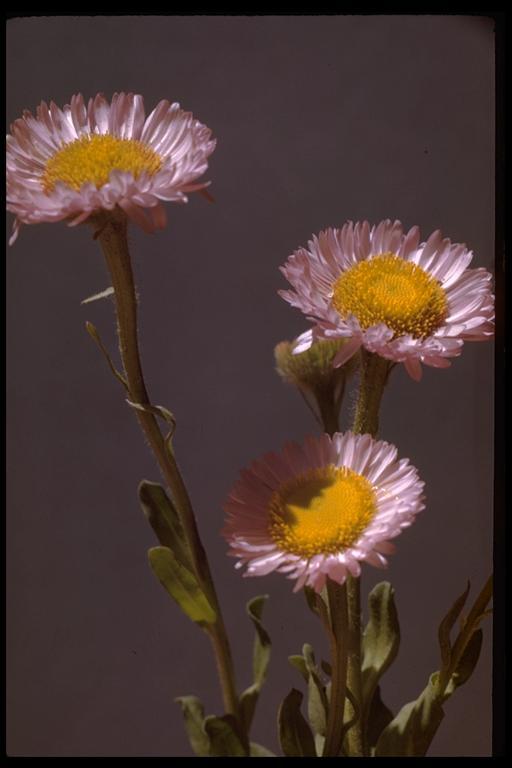 Image of seaside fleabane