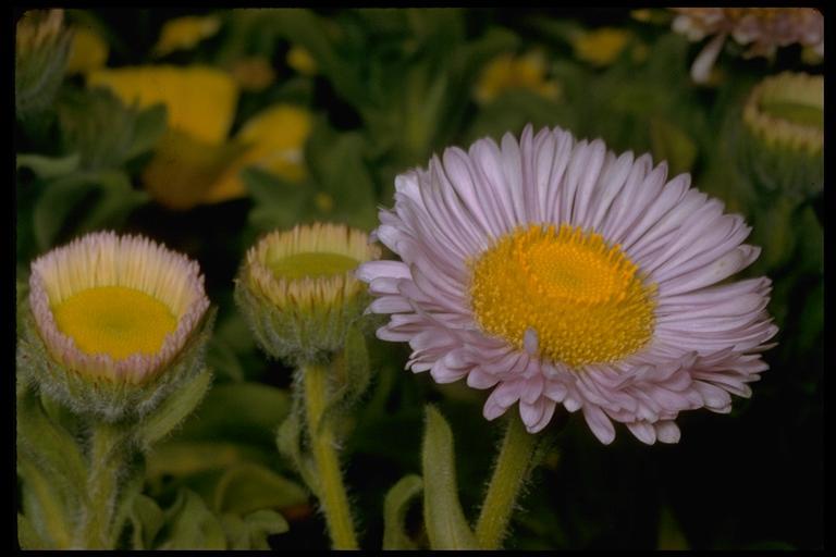 Image of seaside fleabane