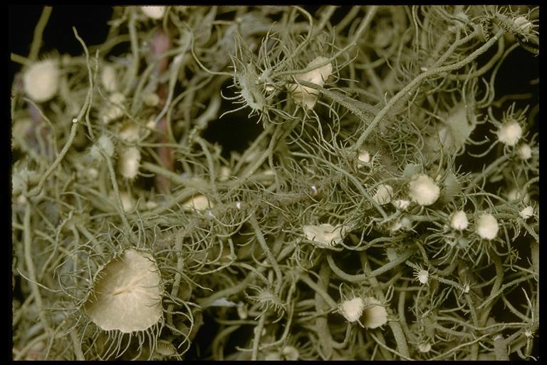 Image of Arizona beard lichen