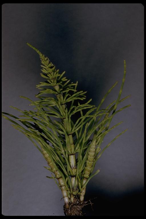 Image of giant horsetail