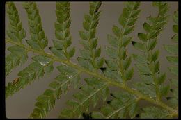 Image of Dudley's swordfern