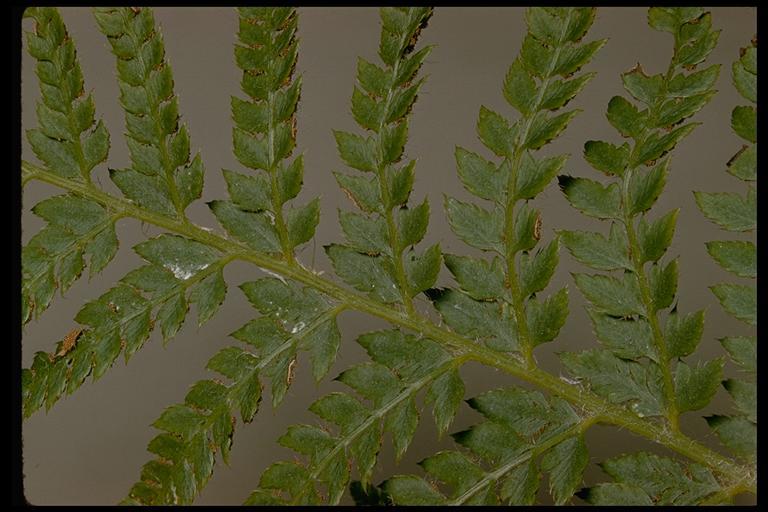 Image of Dudley's swordfern