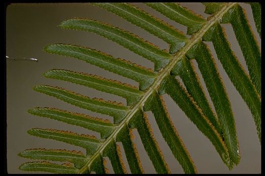 Image of western swordfern