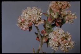 Image of seacliff buckwheat