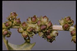 Image of <i>Chenopodium californicum</i>