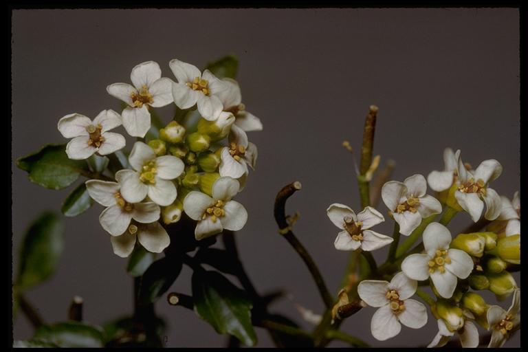 Image of Water-cress