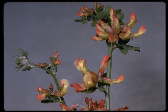 Image of <i>Acmispon cytisoides</i>