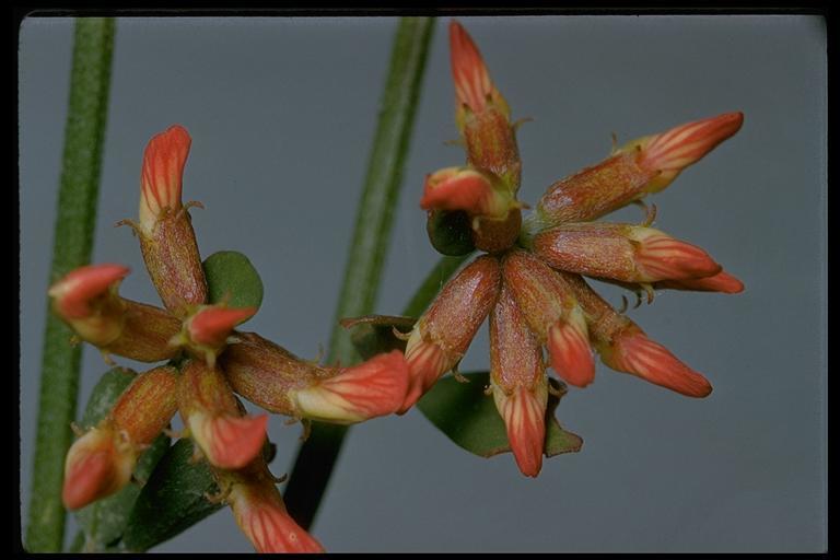 Image of <i>Acmispon cytisoides</i>