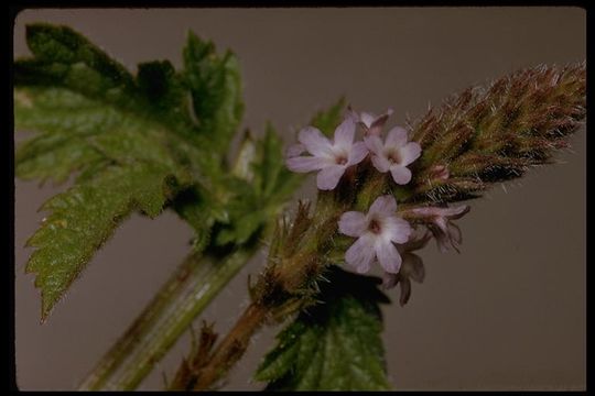 Image of western vervain