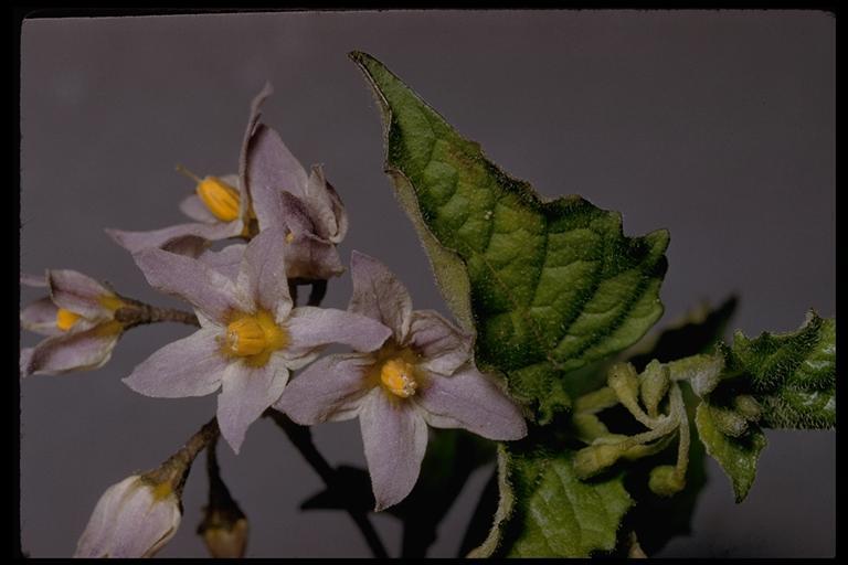 Image of greenspot nightshade