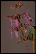 Stachys bullata Benth. resmi