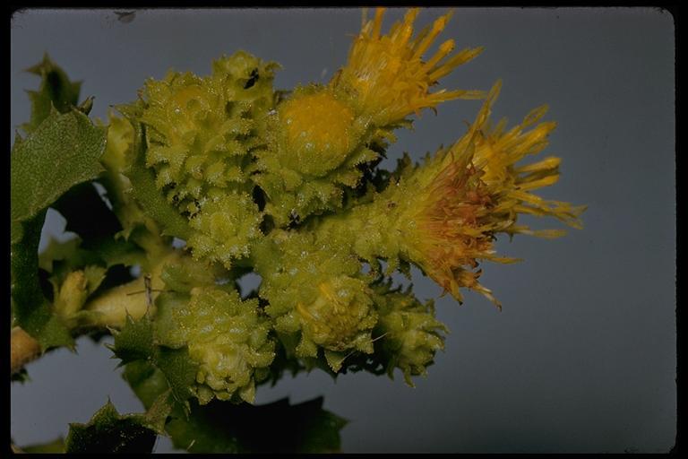 Image of sawtooth goldenbush