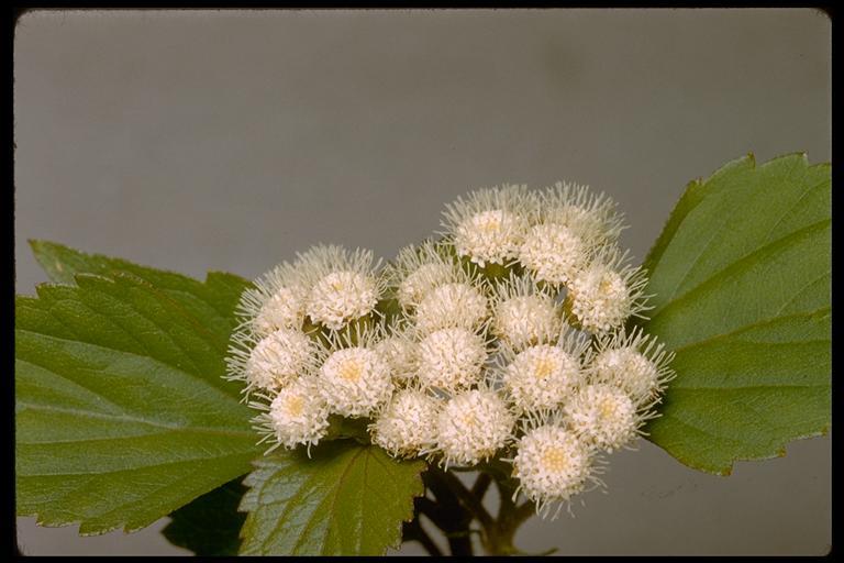 Plancia ëd Ageratina adenophora (Spreng.) R. King & H. Rob.