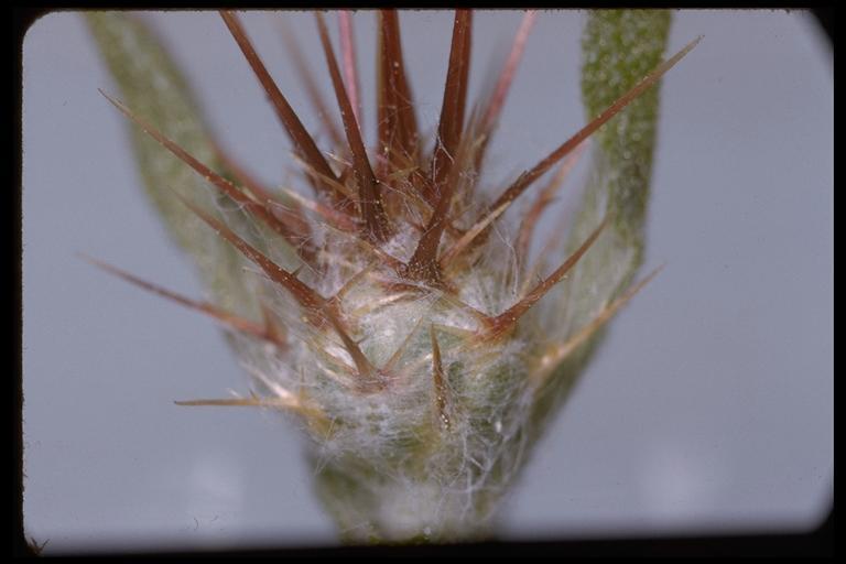 Imagem de Centaurea melitensis L.