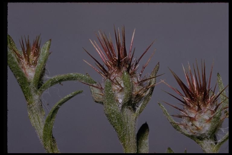 Image of Maltese star-thistle