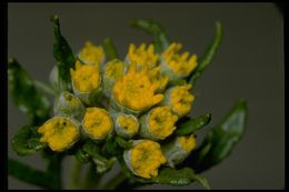 Image of golden-yarrow