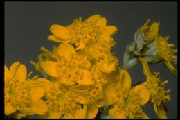 Image of golden-yarrow