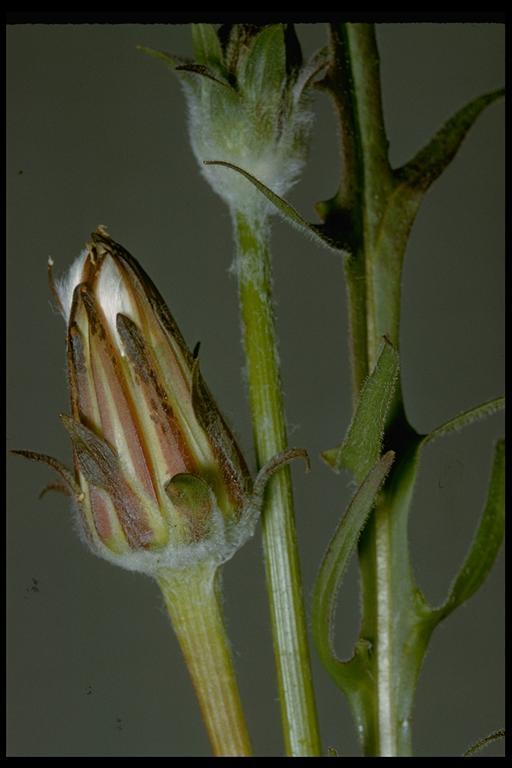 Image of bigflower agoseris