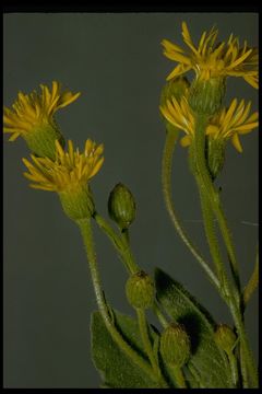 Image of telegraphweed