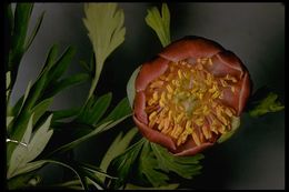 Image of Brown's peony