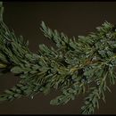 Image of <i>Juniperus communis</i> ssp. <i>alpina</i>
