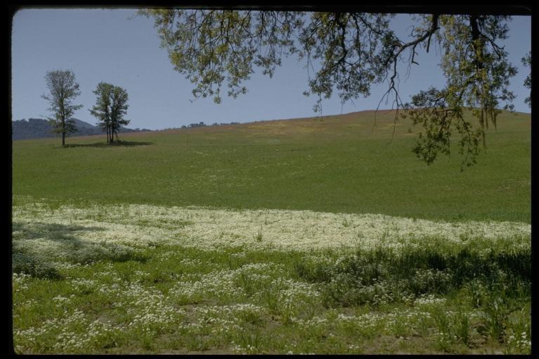 Image of Douglas' Meadowfoam