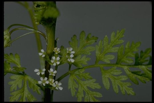 Image of bur chervil
