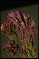 Image of denseflower Indian paintbrush