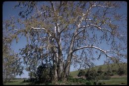 Image of California sycamore