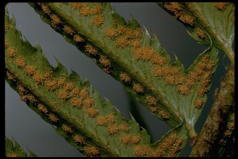 Image of western swordfern