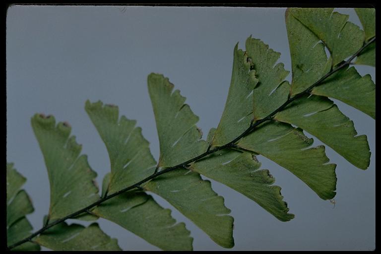 Image of Aleutian maidenhair