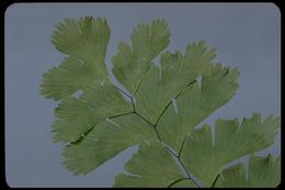 Слика од Adiantum aleuticum (Rupr.) C. A. Paris