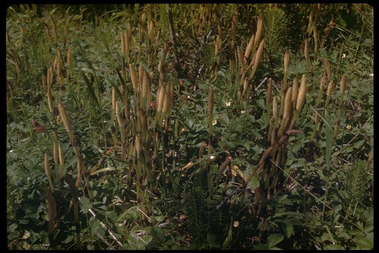 Image of giant horsetail