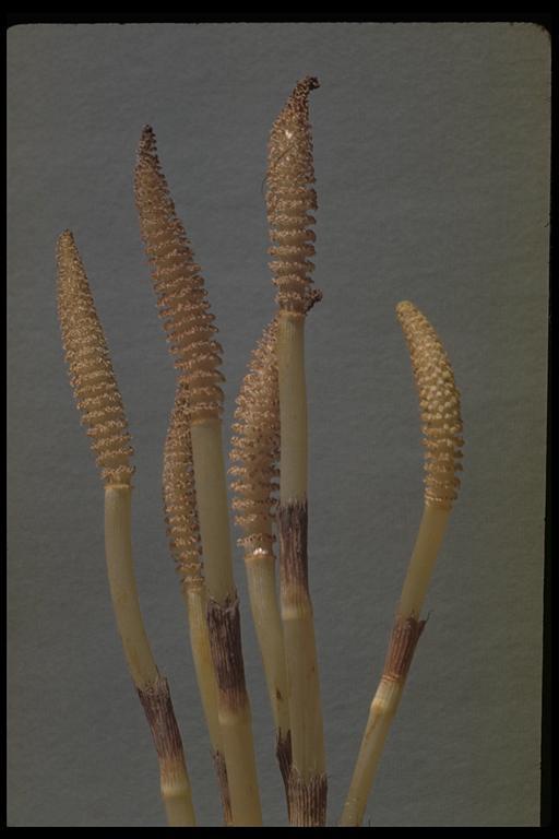 Image of giant horsetail