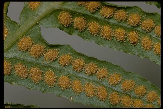 Polypodium californicum Kaulf.的圖片